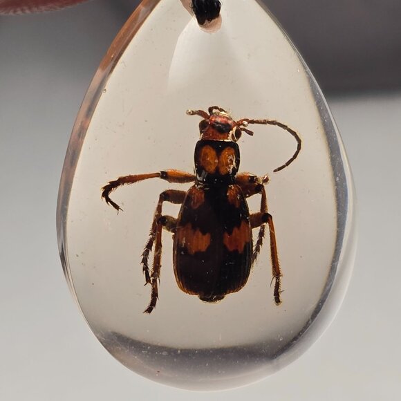 Lucite Pendant w/ Bombardier Beetle Acid-Squirting Insect Teardrop Shape 1.75" - Picture 5 of 7
